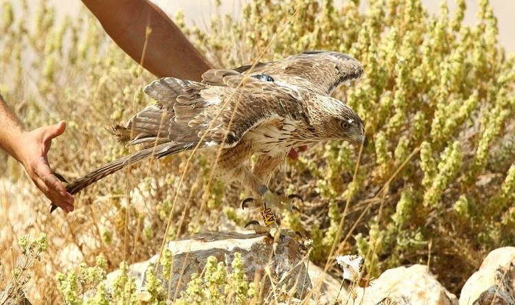 جمعية " طبيعة فلسطين " تُعلن إنطلاق أنشطتها باطلاق طائر جارح