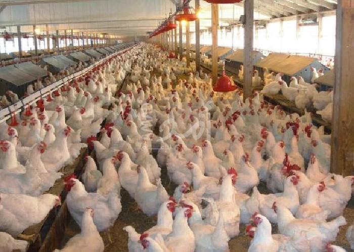 وزارة الزراعة تؤكد وفرة المنتجات الأساسية بكميات تناسب الطلب  خلال شهر رمضان