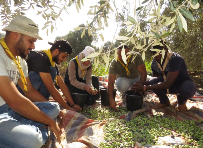 التربية تعلن عن حملة لقطف ثمار الزيتون