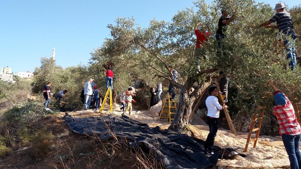 الاحتلال يطرد عائلة من أرضها أثناء قطف الزيتون في بيت أمر
