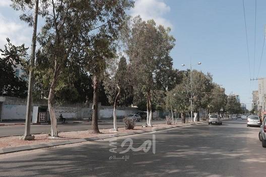 بلدية غزة تبدأ بحملة لتقليم الأشجار في المدينة