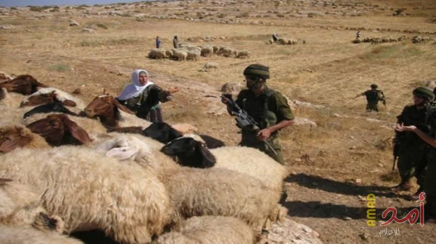 جيش الاحتلال يستولي على قطيع من الأغنام من مراعي جنوب الخليل