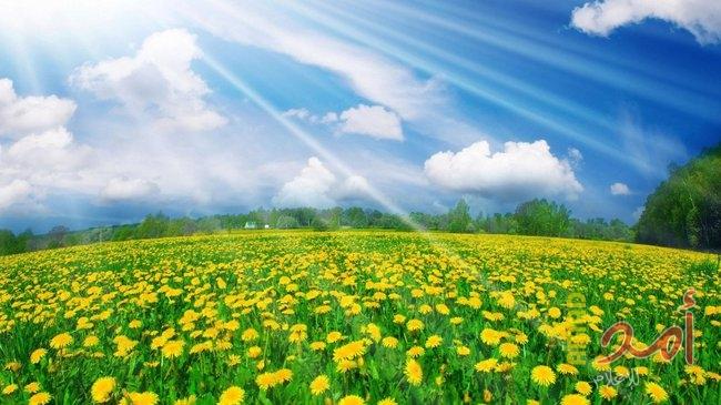 وعاد الربيع