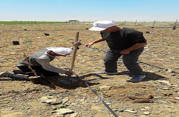 غزة: العمل الزراعي ينتهي من إستصلاح 26 دونم زراعي للأراضي المدمرة