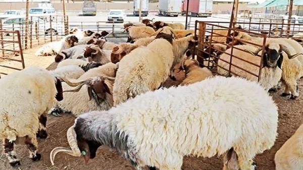 بلدية غزة تُصدر إعلاناً لأصحاب المسالخ المؤقتة بشأن الأضاحي