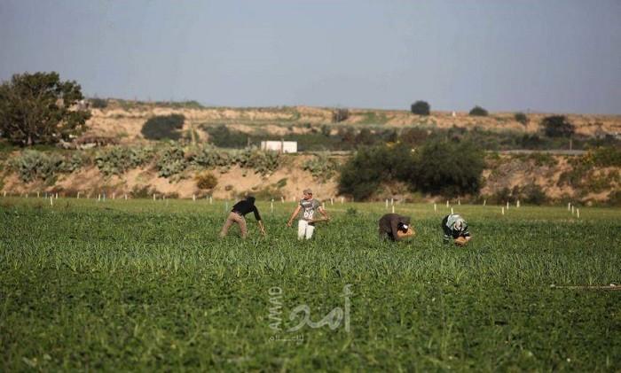 غزة: جيش الاحتلال يستهف المزارعين شرق خانيونس