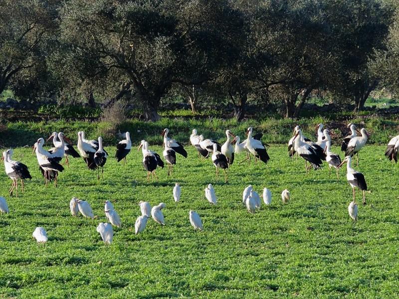 بالصور..اللقلق الأبيض يتوج الهجرة الربيعية في شمال فلسطين