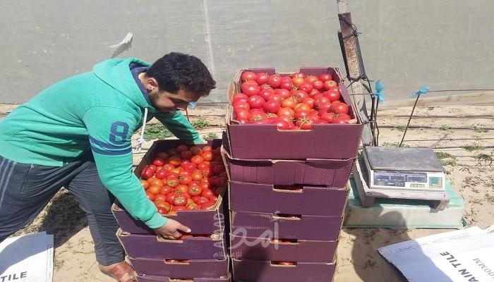 شبكة المنظمات الأهلية تقدم الخضروات الطازجة لمراكز الحجر بقطاع غزة