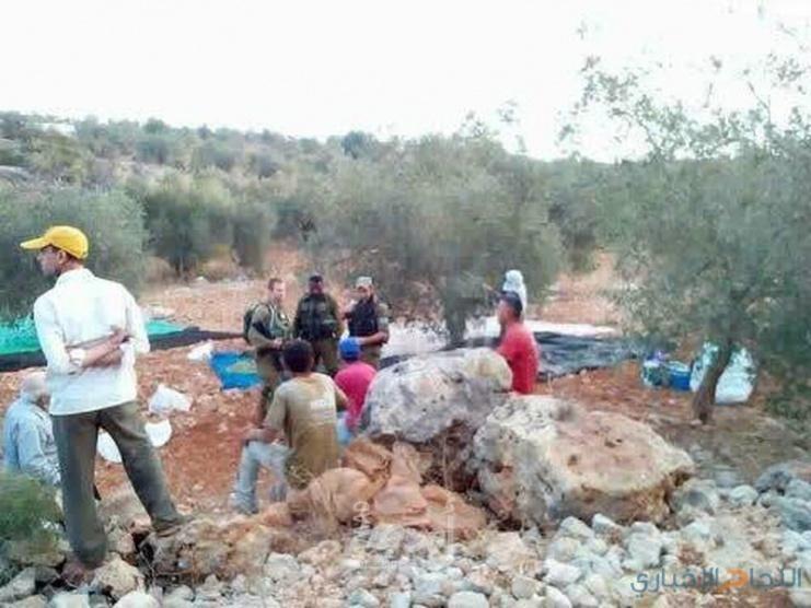 وزير الزراعة يعلن موعد بدء قطف الزيتون في فلسطين