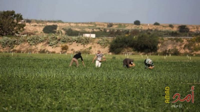 اطلاق النار تجاه رعاة الأغنام وسط قطاع غزة