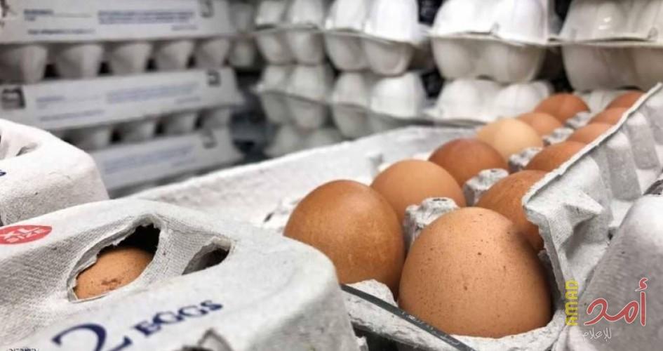 غزة: الزراعة تتلف 8 الاف بيضة فقس لاحم مخالفة لمعايير الجودة