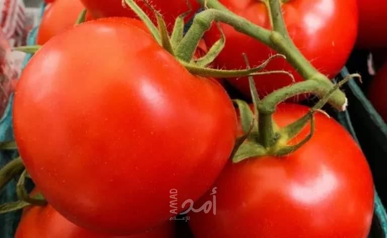 رغم الخلاف الظاهري.. صحيفة عبرية: استيراد "الطماطم التركية" للجيش الإسرائيلي يثير غضب المزارعين