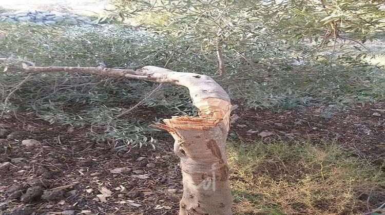 مستوطنون يقطعون مجموعة كبيرة من الأشجار في طولكرم