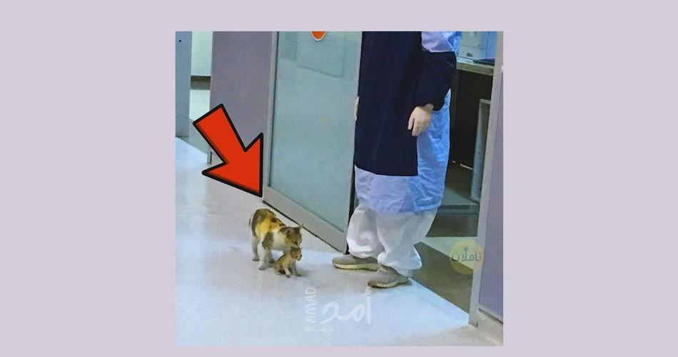 قطة تحمل مولودها المريض إلى المستشفى.. فيديو