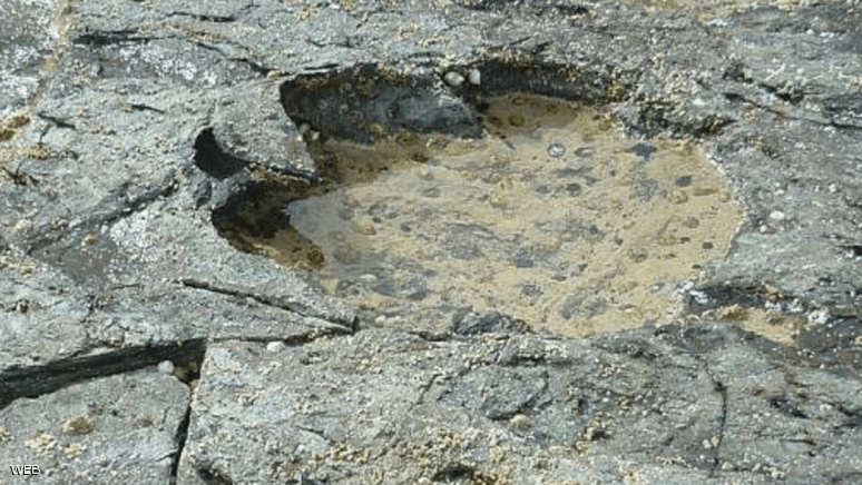 اكتشاف آثار أضخم حيوان بتاريخ الأرض