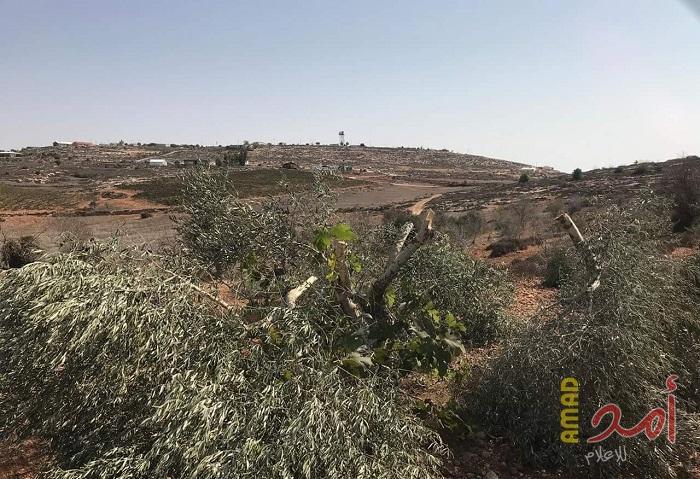 قوات الاحتلال تمنع مزارعي "كفر ثلث" من قطف الزيتون