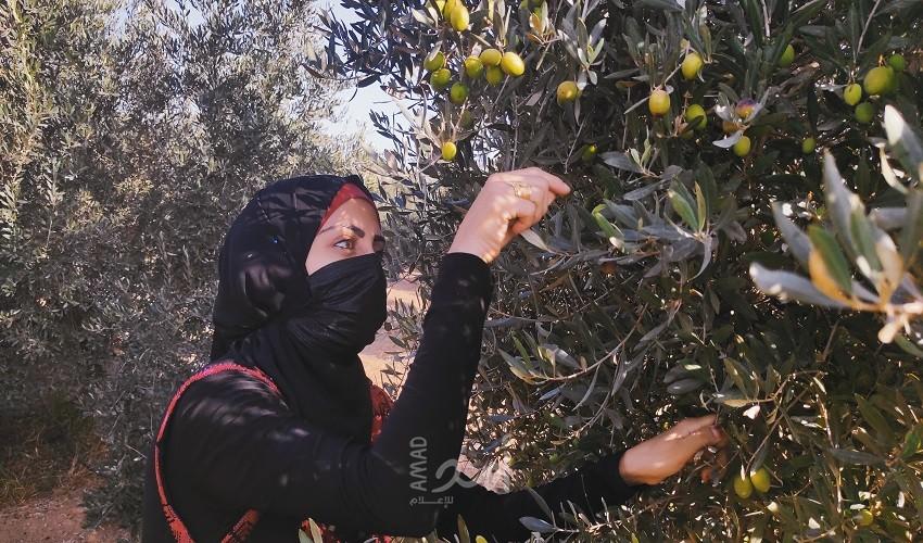 تقرير بالصور: قطف ثمار الزيتون في غزة… أجواءٌ تراثية على أنغام الأهازيج الشعبية