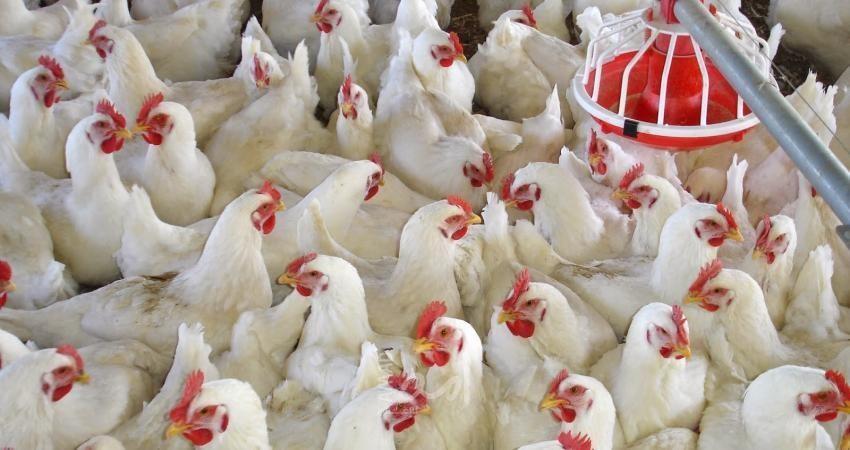أسعار الدجاج والخضروات في أسواق غزة
