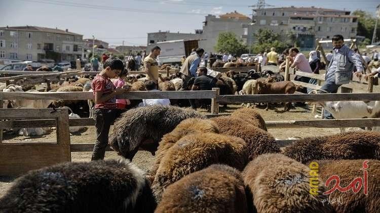حرس الحدود العراقي يحبط تهريب رؤوس أغنام إلى سوريا