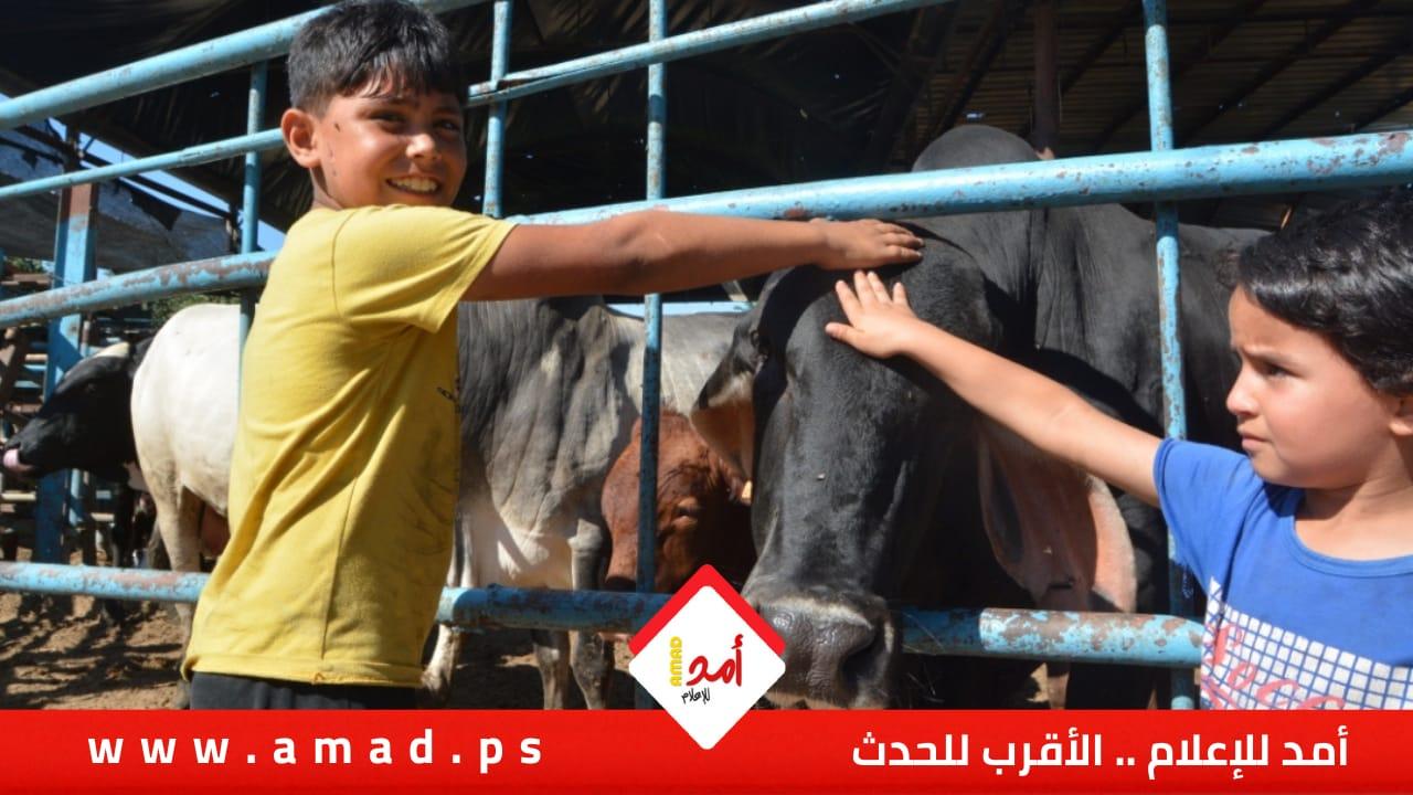 (135) إصابة جراء ذبح الأضاحي في قطاع غزة