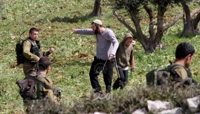 مستوطنون يقطعون 30 شجرة زيتون جنوب نابلس