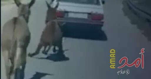 بعد ربطه حمار بخلفية سيارته.. الشرطة الإسرائيلية تعتقل مواطن من الخليل