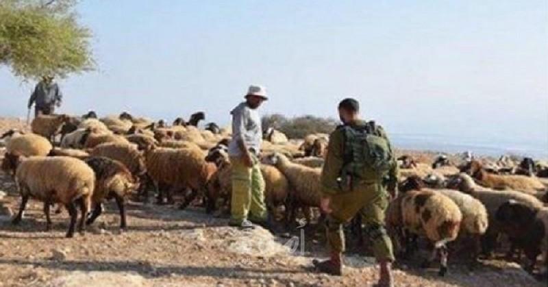 الجيش الإسرائيلي يسرق (100) رأس "ماعز" جنوب لبنان