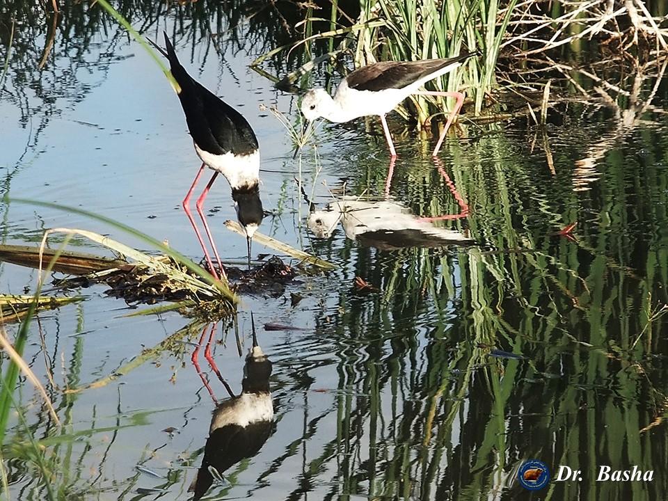 فريق بحثي يقوم بدراسة التنوع الحيوي لواد المقطع في جنين ويطالبون بوقف التعدي عليه _(بالصور)