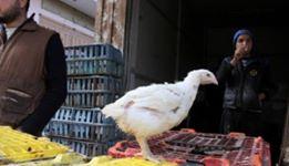 أسعار الدجاج في أسواق غزة