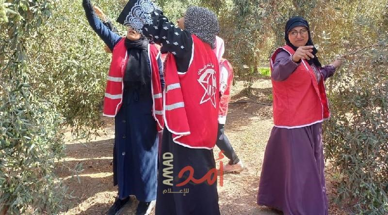 عشرات النساء يساعدن المزارعين في قطف "ثمار الزيتون" شمال قطاع غزة