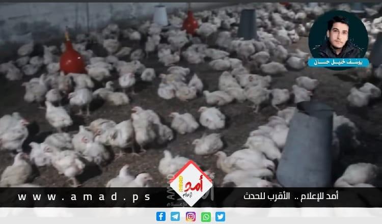 غزة: مباحث التموين تُتلف 935 كجم دجاج مجمد