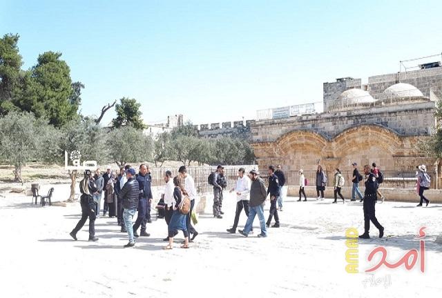 (116) مستوطناً يقتحمون الأقصى بحراسةٍ مشددة