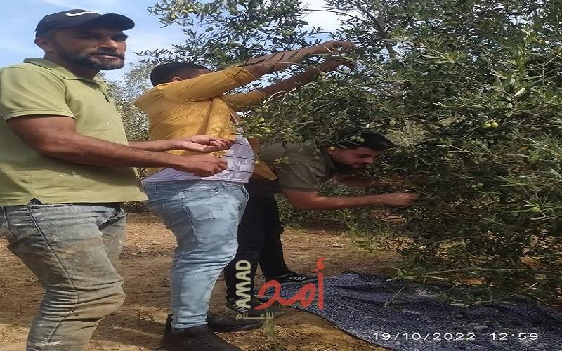 فدا: منظمة التضامن العمالية تنظم يوم عمل تطوعي (قطف الزيتون)