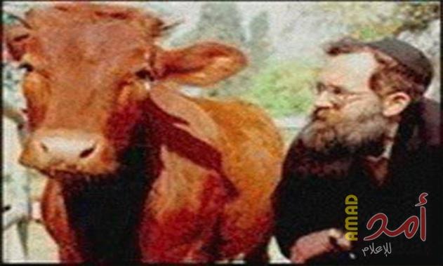 إسرائيل تزعم ولادة العجل الأحمر إشارة هدم الأقصى وبناء الهيكل.. (صور)