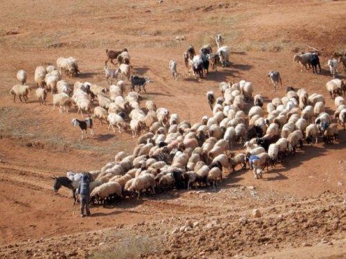 قوات الاحتلال تغلق المناطق الرعوية في الأغوار الشمالية