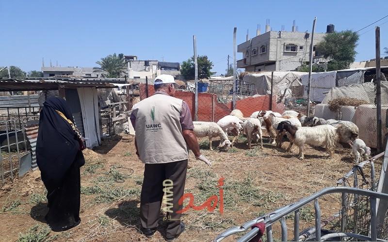 غزة: العمل الزراعي ينفذ 500 زيارة إرشادية بيطرية لمربي الأغنام بخانيونس