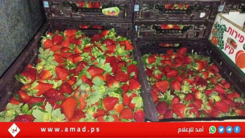 زرعت في غزة.. صحيفة عبرية تكشف عن تهريب "فراولة" إلى تل أبيب