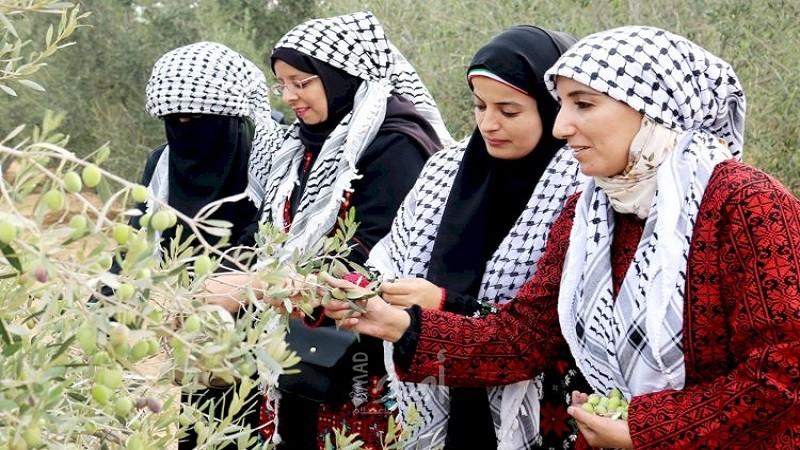 غزة: مجلس العمال يٌنفذ مبادرة جني ثمار الزيتون بمحافظة رفح 