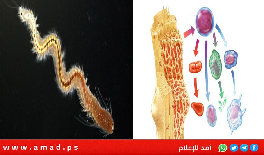 اكتشاف علمي مبهر..دودة تعيد بناء جسمها باستخدام الخلايا الجذعية