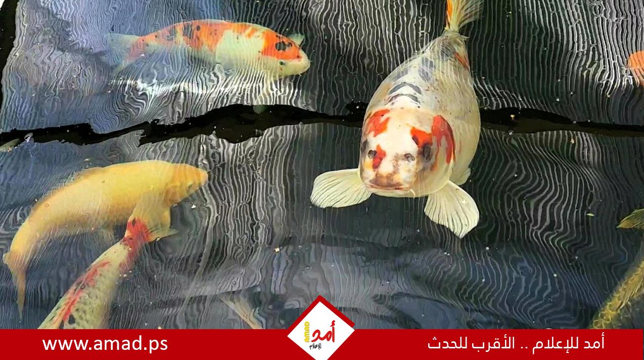 بريطاني يرفض عرض بيع سمكة بوجه إنسان مقابل 7 آلاف إسترلينى