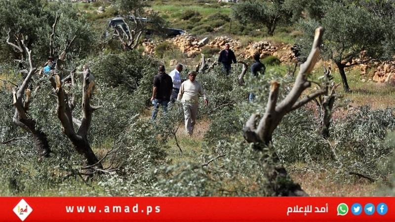 الصحة: استشهاد حنان أبو سلامة برصاص جيش الاحتلال في فقوعة، شمال جنين
