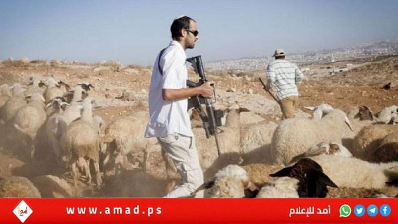 قوات الاحتلال تقرر إبعاد متضامين أجانب مع بعد اعتقالهم في جنوب الخليل