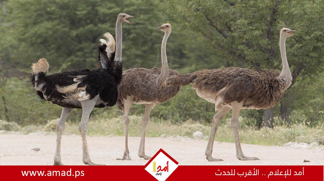 أهم 3 أنواع من النعام في العالم