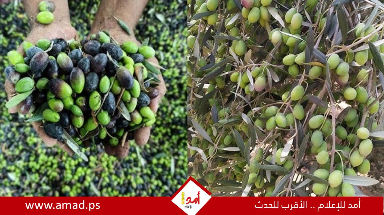 شجرة الصمود في مواجهة الاستيطان: معركة الفلسطينيين للوصول إلى حقولهم