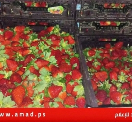 زرعت في غزة.. صحيفة عبرية تكشف عن تهريب "فراولة" إلى تل أبيب