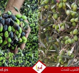 تقرير:موسم الزيتون في فلسطين..صمود أخضر بمواجهة الإرهاب الاستيطاني
