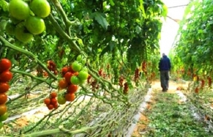 وكالة: فيروس إسرائيلي يصيب الطماطم في فرنسا لا علاج له
