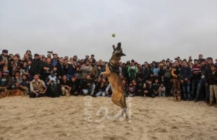 شرطة حماس تقرر منع اصطحاب الكلاب في الأماكن العامة وشاطئ البحر