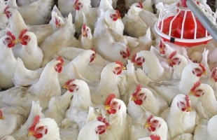 بلغاريا تعدم أكثر من 39 ألف دجاجة فى بسبب إنفلونزا الطيور