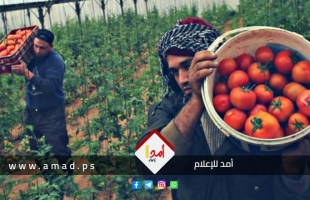 زراعة غزة لـ"أمد": سلطات الاحتلال تتعامل بمزاجية عدوانية لمنع تصدير  البندورة
